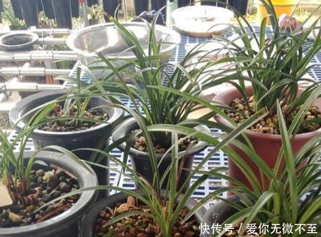  『养花』养花用“羊粪”好，还是“鸡粪”好，你知道吗用错害处大
