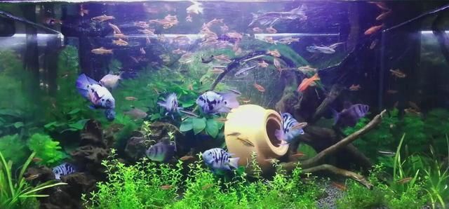  『风靡』风靡国内水族市场的宠儿，新手好养好繁殖的观赏鱼，饲养经验汇总