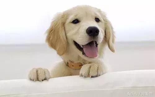 狗狗一点盐都不能碰？别听信谣言了！真相在这里！