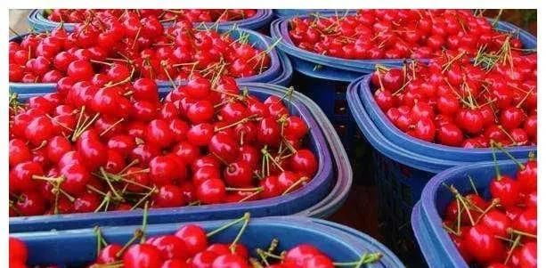  #贵州#贵州特色樱桃“玛瑙红”迎丰收大年，京东生鲜销售量达10万单