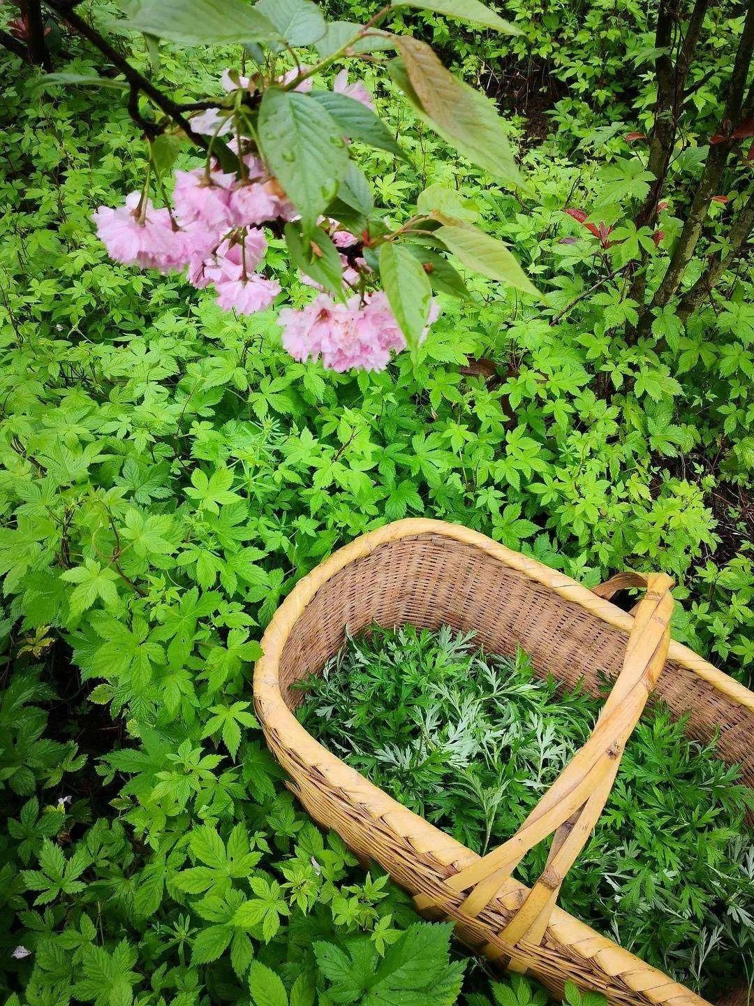  『荠菜』又是一年春食时！春天里的江南人，是如何把“鲜嫩”吃得出神入化的？