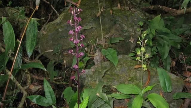  「竹节参」在城里是宝，在农村是草，为何这些高收入的野菜农民