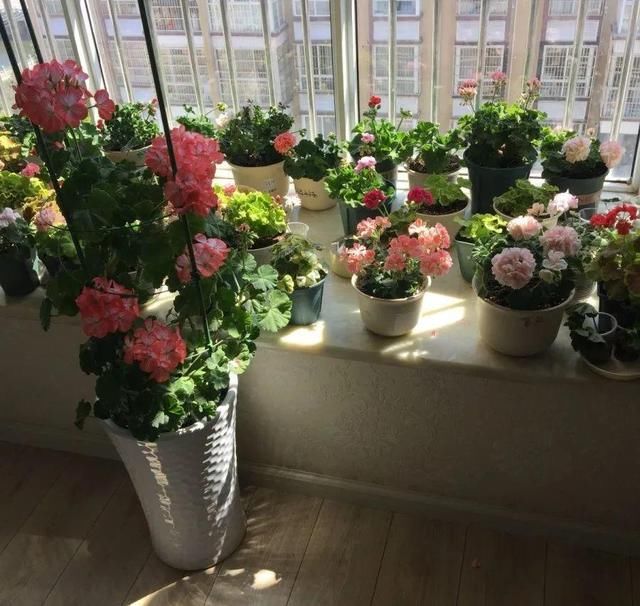  「球老师爱吃薄荷冰淇」封闭阳台养花，防盗窗有大用，1平米也能变花园！