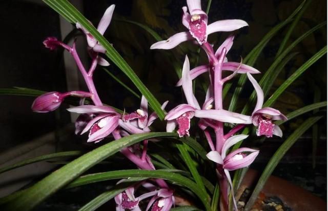 『玫瑰』美过荷花,香过桂花,一年四季花开不断,连玫瑰都自愧不如