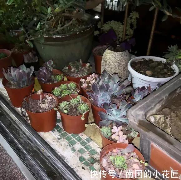 『图片作者』多肉变成白菜价,几毛钱1棵,有的都白送,你买贵了吗?
