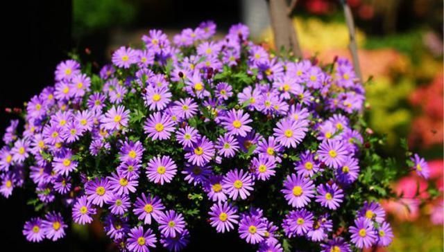 #开花#这4种花,花期特别长,养一盆全年都有花看!