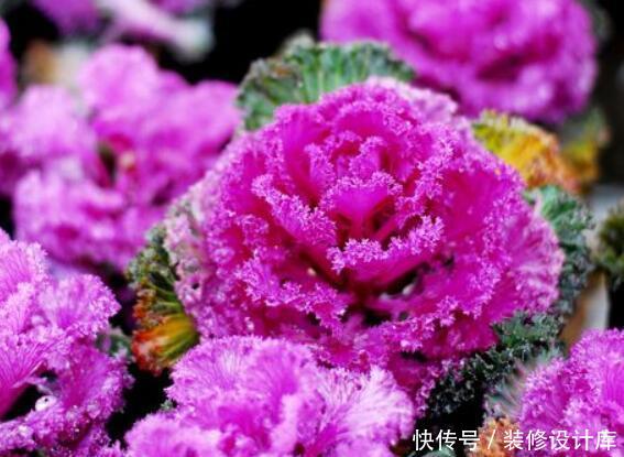  『叶片』“4种花”，叶子比花好看，养护简单，为室内盆栽佳品！
