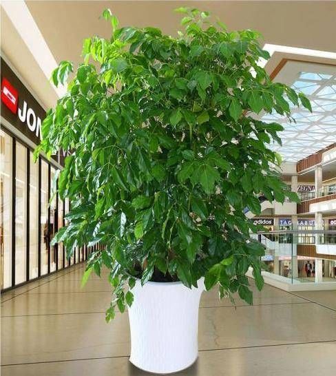  [摆在]有钱人最喜欢这3种“花”，摆在家里镇宅旺财，四季常青开花不断