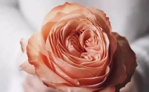  #花心#喜欢菊花，不如养盆“精品玫瑰”卡哈拉，花心似漩涡，清秀淡雅！