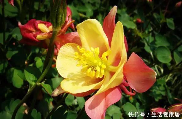 胸怀|此花有着非常可爱的外表,是只要胸怀希望,努力就会成功