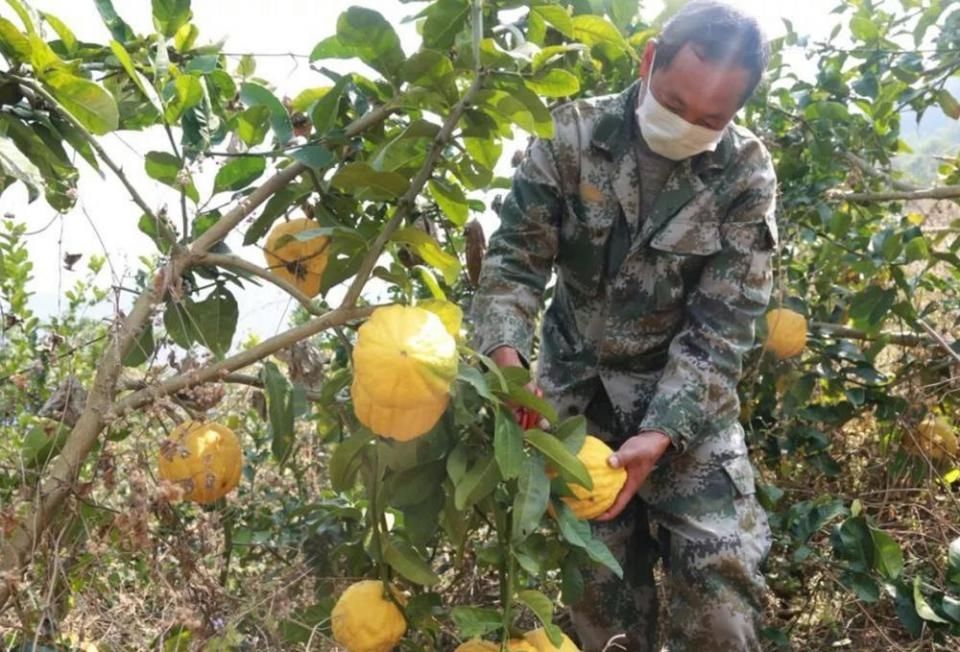  #果实#味道奇香无比，单个果实重达10斤，既能做香水又能做药材