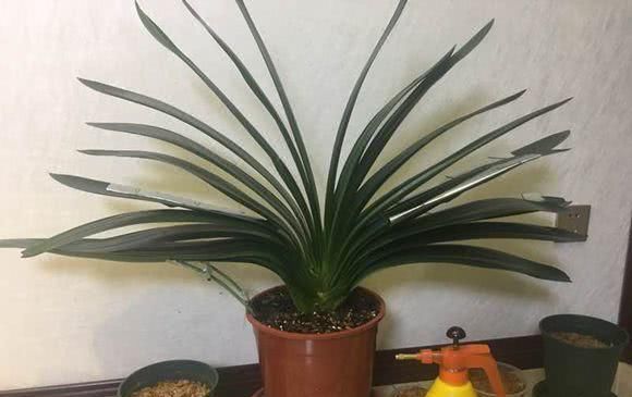  「花开」给花浇水来点它，土壤肥沃不板结，花开的多又大！