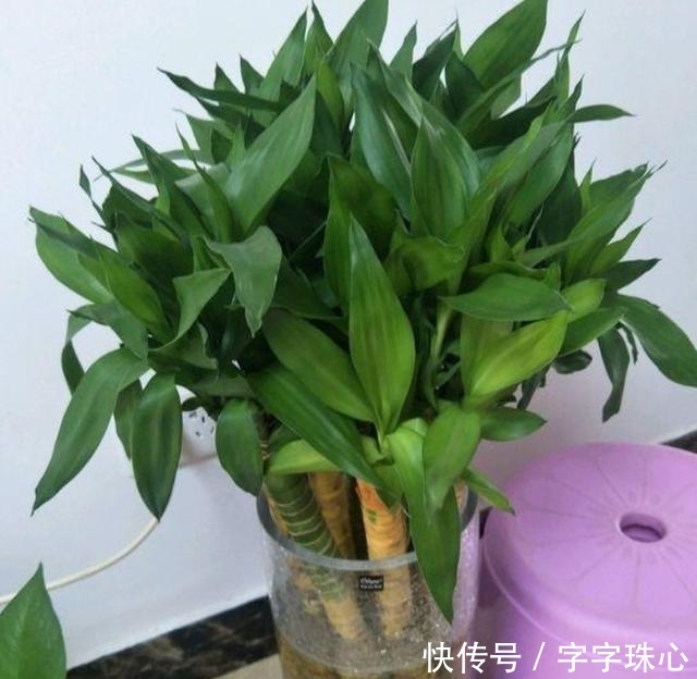 『吃不完』吃不完的维生素就养花吧,按照比例兑水,让花草4方面受益