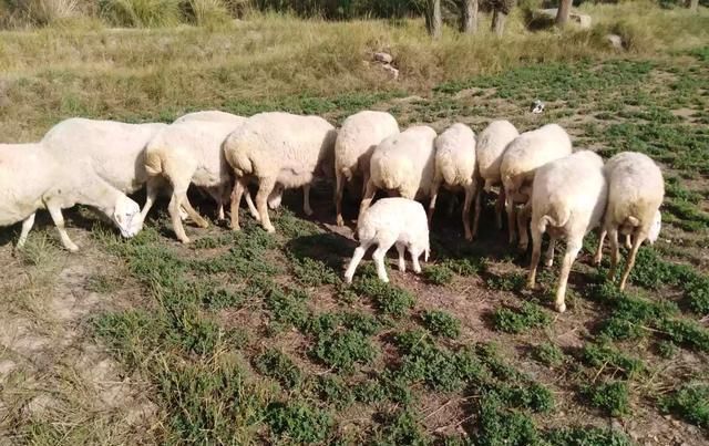  【养鸡】在乡下家里，你自己一个人养鸡、羊、牛还是猪？