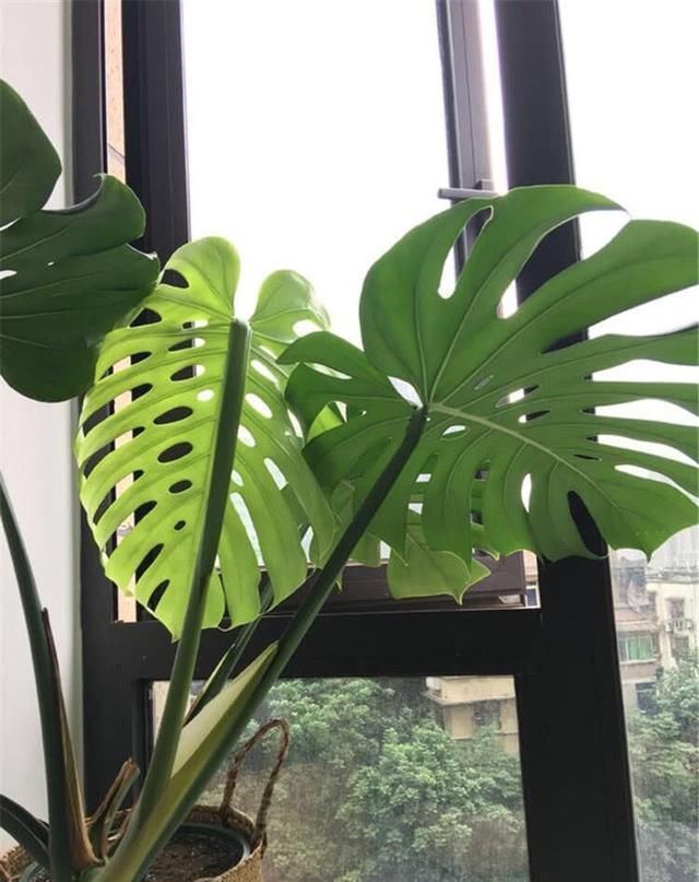  长出气生根：龟背竹叶片小、茎细怎么办简单1个方法，叶大油绿，窜到2米高