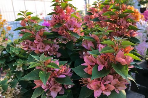  「三角梅」爱三角梅的花友们，哪些品种勤开花，哪些品种开花懒