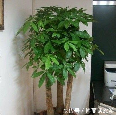 寓意@2种“招财树”,养在客厅很“金贵”,个个是镇宅花,您在养吗