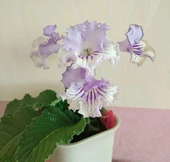『光照』30种耐阴花,室内光照不佳,也能全年开花