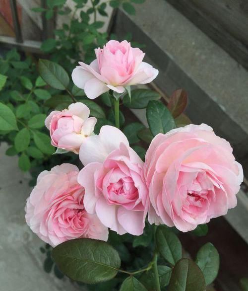  芳香■这种花，香艳脱俗，芳香四溢，花期长达200天，比玫瑰强多了！