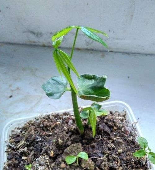  #种植#'人怕伤心，树怕伤根'，种植发财树有讲究，这样操作健壮发芽多