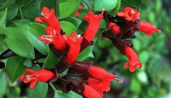  打造：这4种花真好养,选一种放阳台,轻松打造小花园