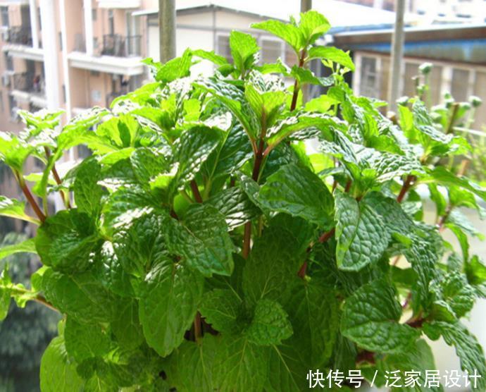 「茉莉花」“3种花”养卧室,改善睡眠质量,睡得香,很多花友都喜欢!