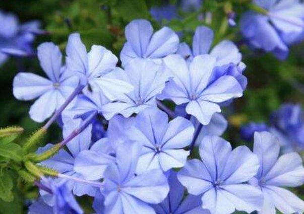  [阳光]“4种花”最适合阳台养,好养漂亮,给点阳光就灿烂,开花就爆盆!