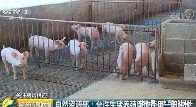  「承包」自己承包的土地可以养猪吗？我来告诉你