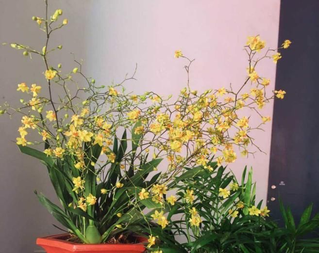 「香水」今年最火的兰花,一棵就能香满屋,比香水好闻多了!