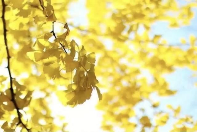 如何拍好银杏？看看大师级是如何拍摄的