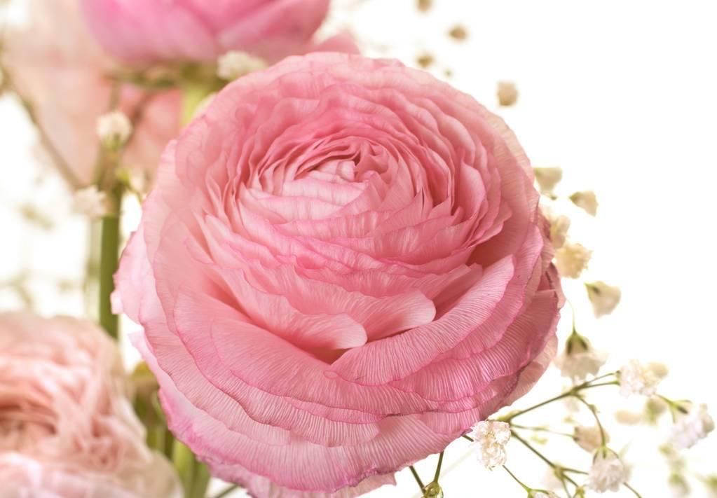 『牡丹』除了芍药花,还有一种花和牡丹一样美