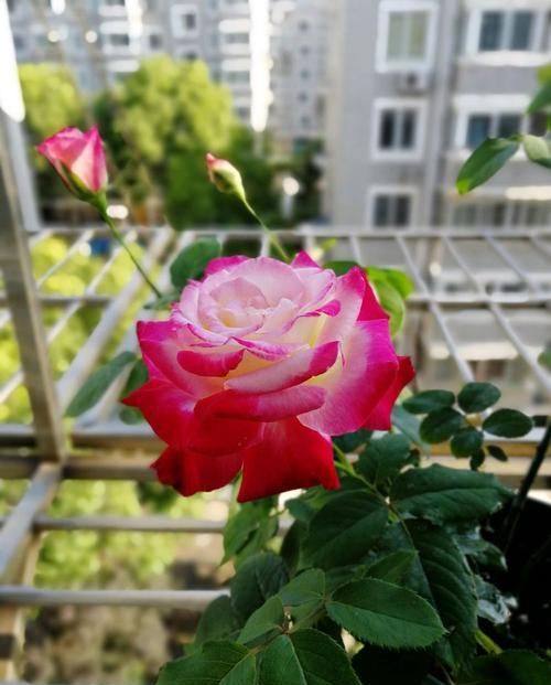  「放在」居家养此款花，放在阳台一晒，开花一茬接一茬，轻松爆成花海