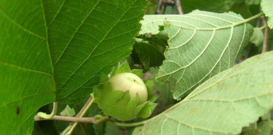  「牛肉」这种植物以前都是野生的，人称“坚果之王”，目前市场