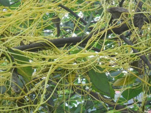  [植物]植物中最特殊的一种类群，它们必须依附在它物上才能生长！