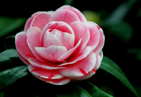  『懒人』这些花草放在盆里不用管，也一样能爆盆，超级好养活，懒人的福音