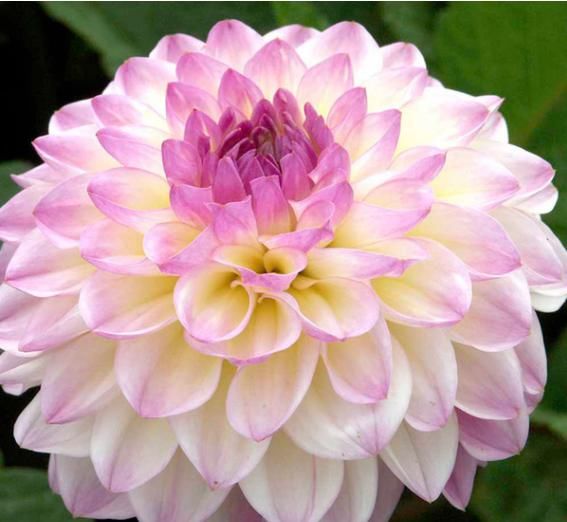 『厉害』这花，真厉害，花朵大如扇，花色鲜艳好喜欢，开花不断，四季赏花