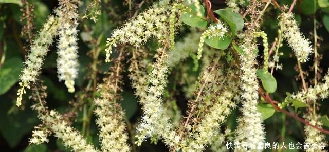 它是东南亚一大害草，入侵我国后成农民的“摇钱树”，亩入5万元