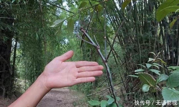 你对“长虫”的概念一无所知，55厘米的长虫，还只是国内第二