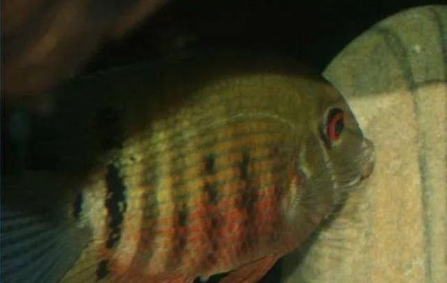  #水族市场上#美洲慈鲷之美，您细品