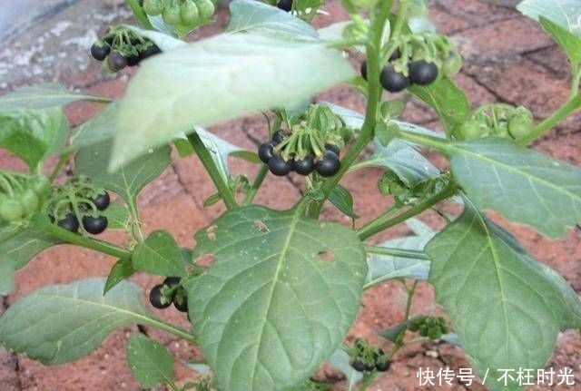  [植物]农地里的1种“野果子”，小时候常去摘，殊不知有危害，请铲除！