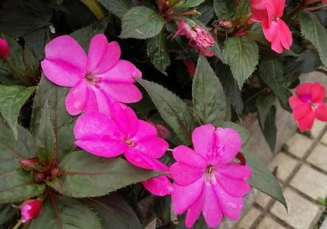  #万物#酸咪草凤仙花桂花果，有他们在的地区，万物皆满春！