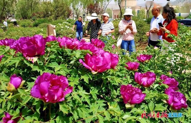 「牡丹花」牡丹花开在临夏 这里有看得见的夏意!