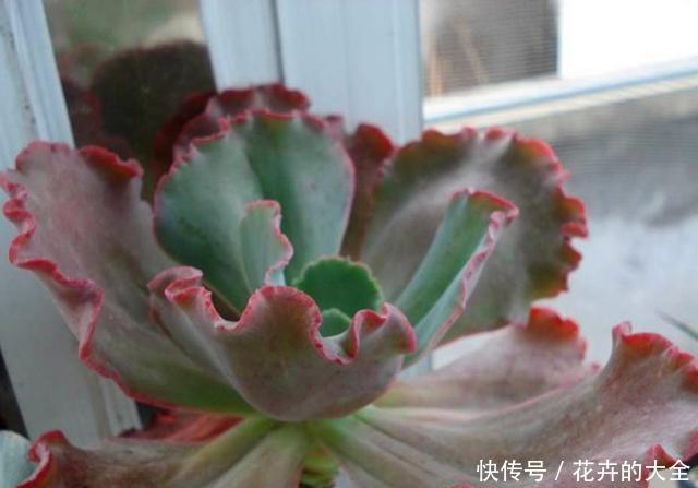  『包菜类』迷人的多肉舞会红裙，养护注意关键5点，红边明显，光彩照人