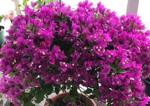 【花开】花开的三种花,开花,一次,开花,一年不停,谁养的