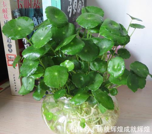 土里■这些根本不用打理的绿植,随意往土里一丢即可长出花园,你养过吗!