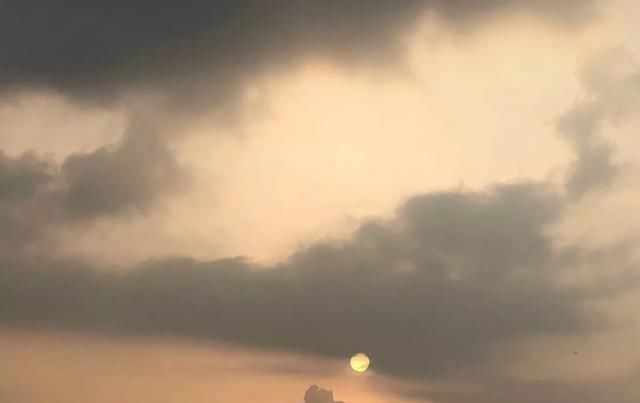 十一月，家里的植物