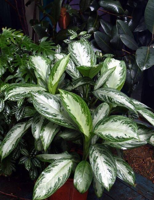  『植物』远离植物杀手，你需要这12种植物