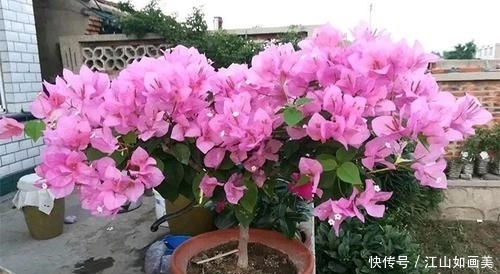  养分|夏季三角梅有“4怕”，难怪只长新叶不开花，现在纠正也不晚！
