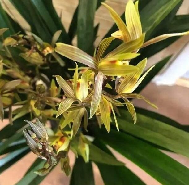 『室内』不是所有的花都能室内盆栽,若为健康故,请远离这4种植物