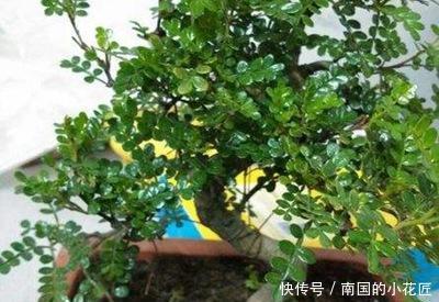 杨树■杨树怎么修剪?